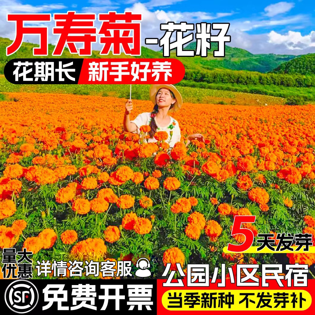 万寿菊种籽四季播种庭院盆栽花籽