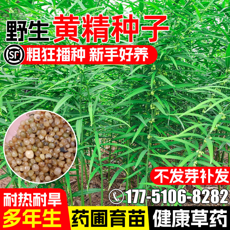 黄精种子鸡头姜形黄精中药材种子图片