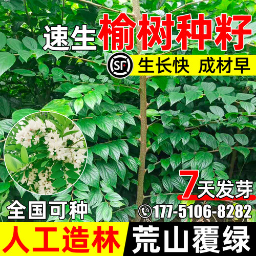 榆树种子白榆家榆榆钱树植被造林