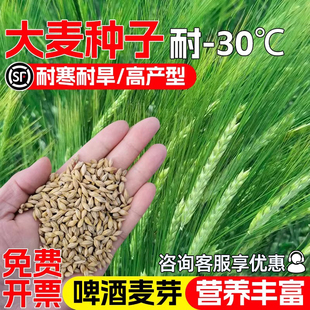大麦种子芽苗菜种子耐寒耐旱耐贫瘠大麦苗种子大麦草籽四季播猫草