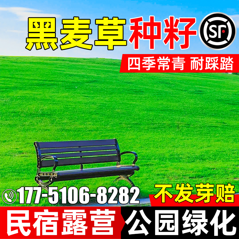 黑麦草种籽四季常青免修剪草种子