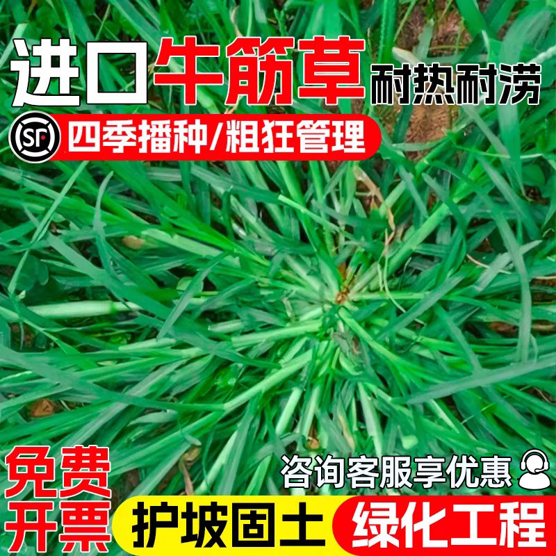牛筋草护坡固土工程绿化四季常青