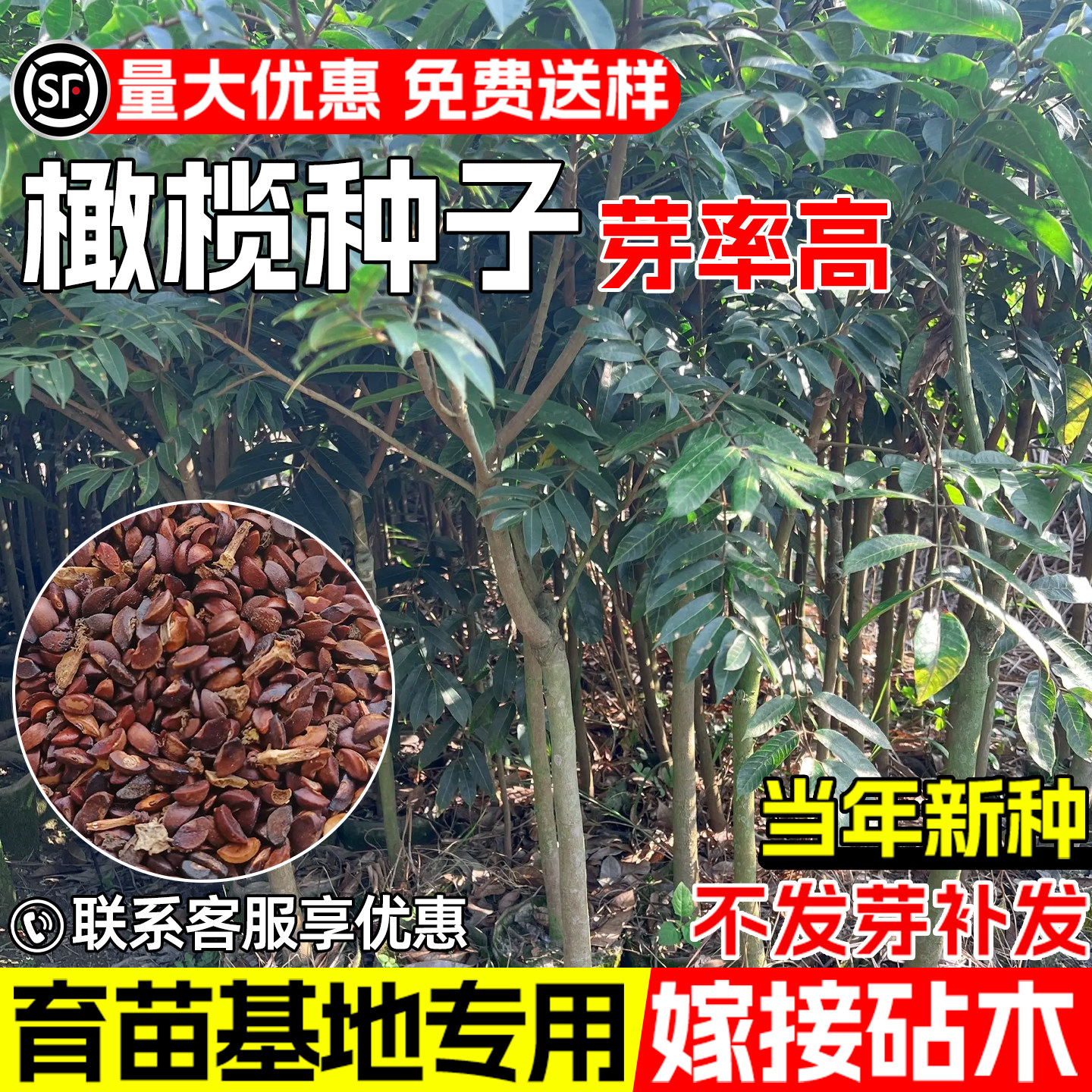 橄榄种子早熟高产青橄榄果树种籽