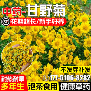 野菊花种子多年生甘野菊花籽泡茶野生山菊花种籽公园景观花海打造