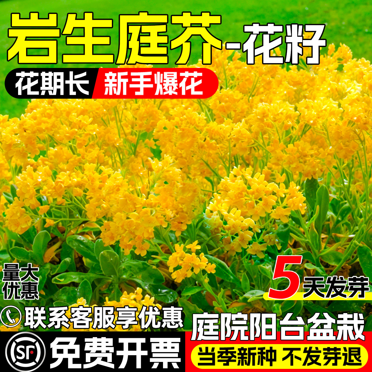 岩生庭芥庭院阳台盆栽道路美化