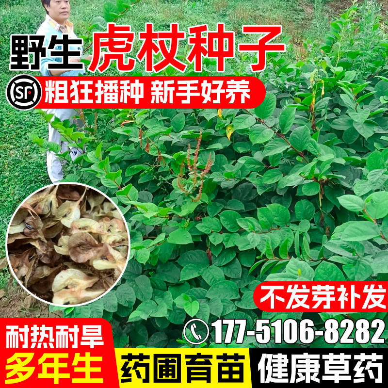 虎杖种子酸筒杆花斑杖虎杖中药材图片