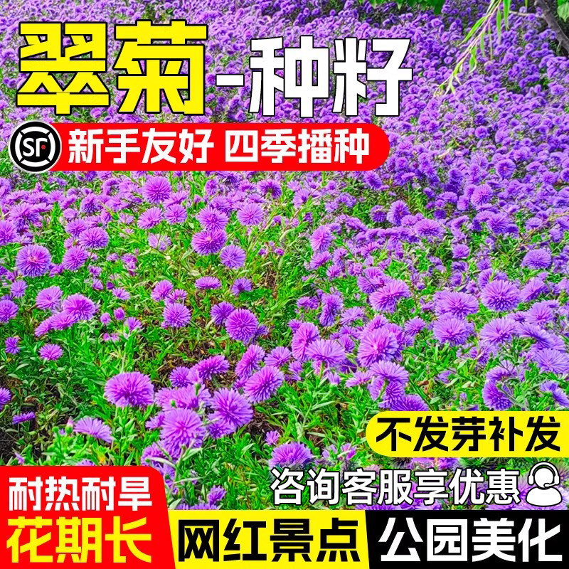 翠菊花籽糖果菊花种混色种子四季