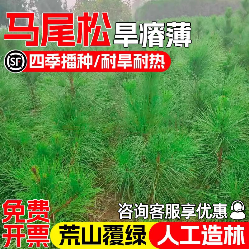 马尾松种籽当年新采灌木种子耐旱耐贫瘠荒山复绿人工造林林木草籽