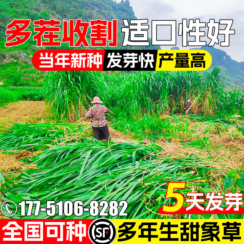 甜象草籽四季高产牧草种籽高蛋白