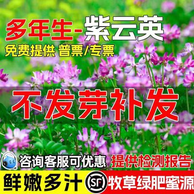 紫云英种籽果园绿肥高产牧草种子