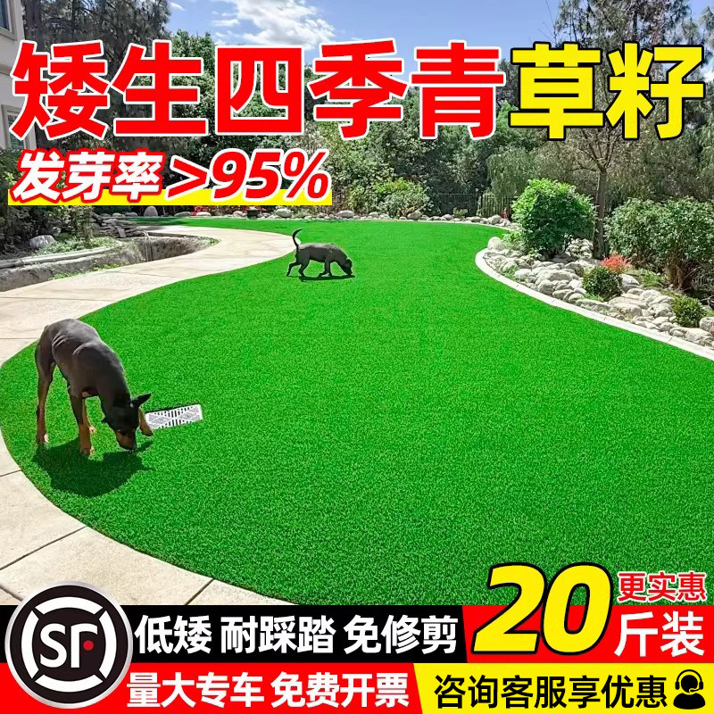 矮生草坪草籽四季青地毯草种子护坡狗牙根高羊茅多年生黑麦草种籽