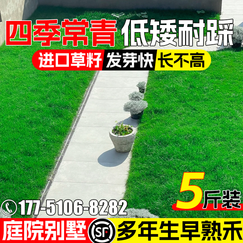 早熟禾种子四季常青多年生草种籽