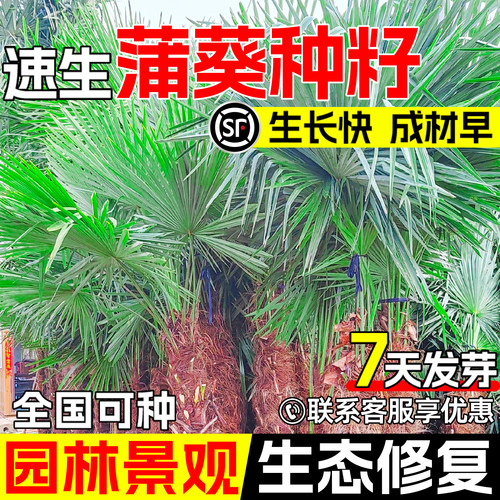蒲葵种子扇叶葵葵树园林绿化观赏