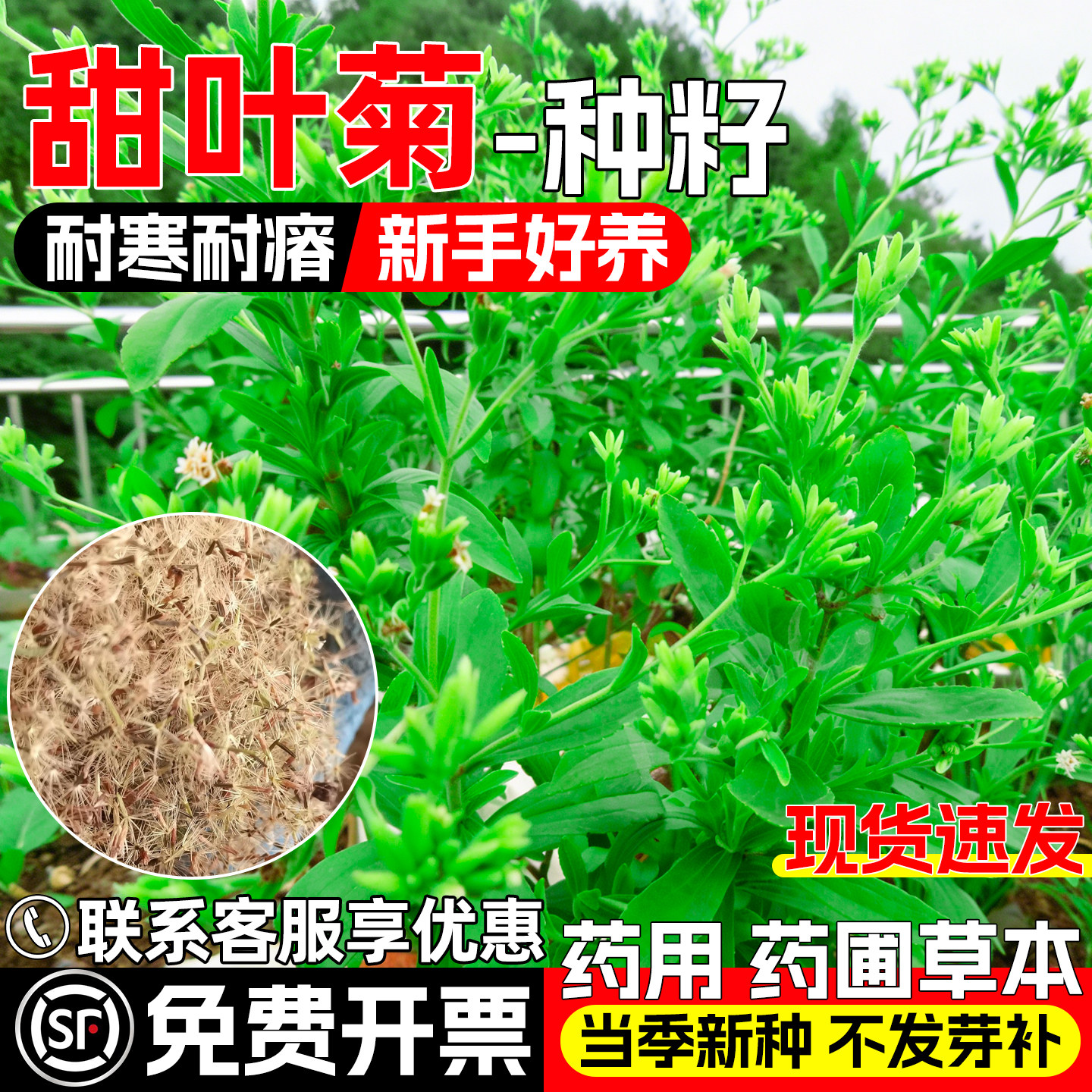 甜叶菊种子药食两用护坡固土药材