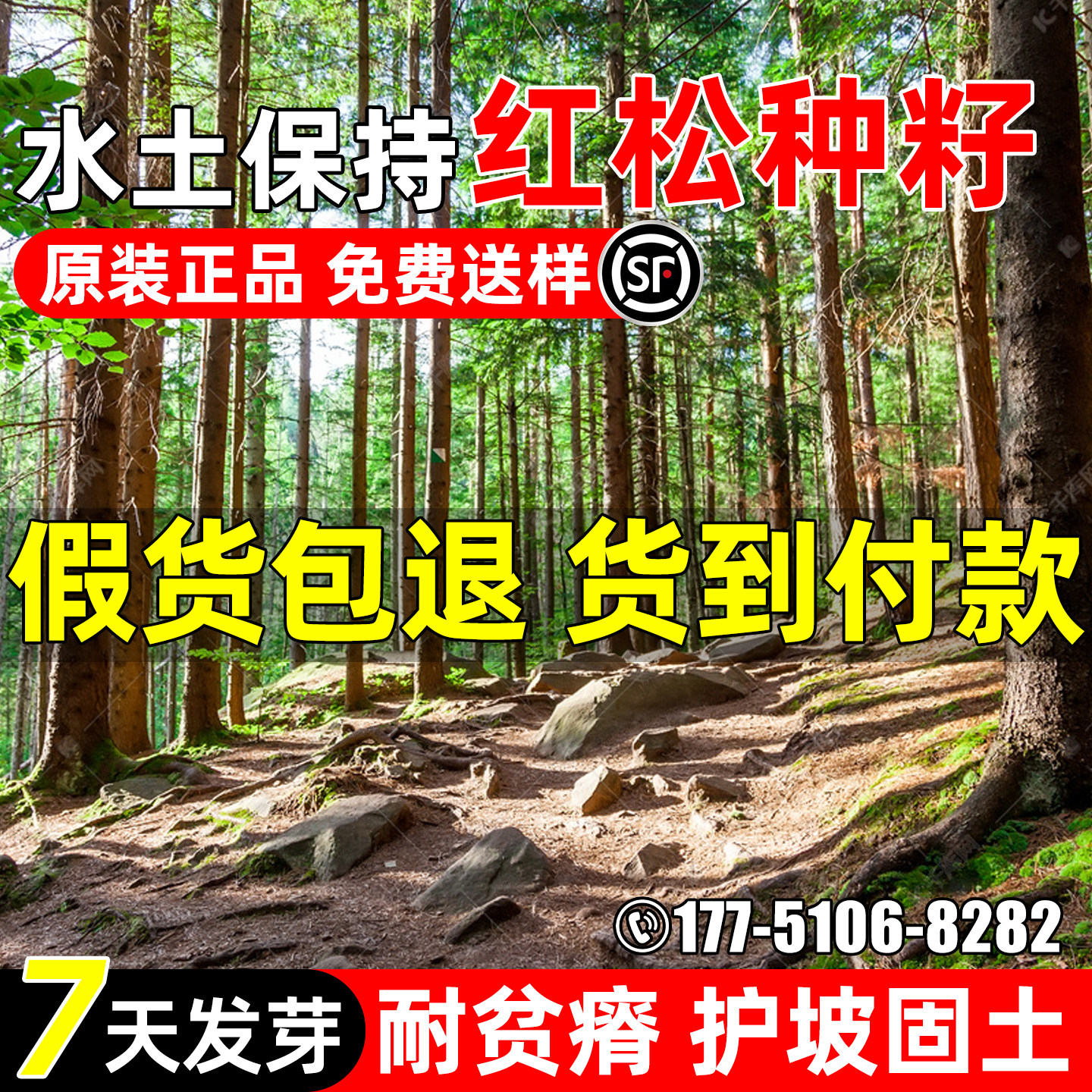 红松种子四季常绿绿化观赏松树