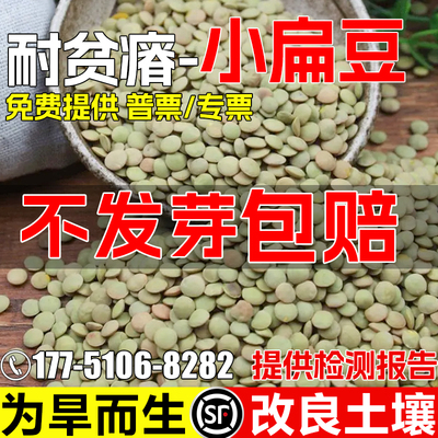 小扁豆种子生态修复土壤改善绿化