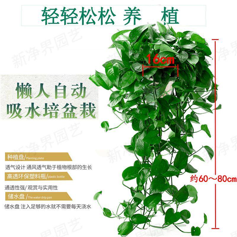 绿萝长藤款室内大叶绿植绿萝特大号盆花卉盆栽新房卧室植物除甲醛