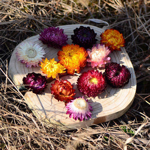 雏菊干花diy材料相框装饰手工