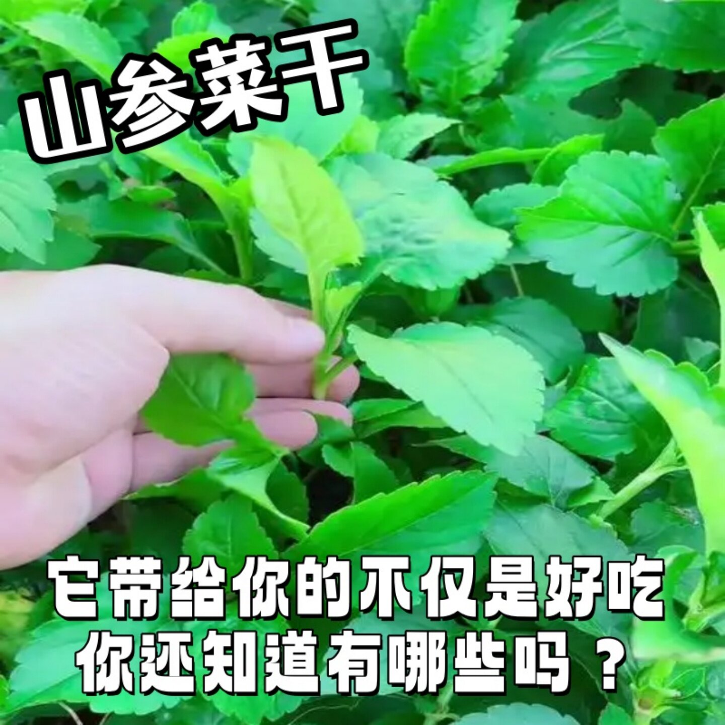 免洗干苦菜天然无添加山参菜干农家晒干苦斋菜当季新品山苦荬湖南