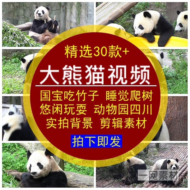 大熊猫视频素材国宝吃竹子叶睡觉爬树玩耍悠闲动物园四川保护实拍