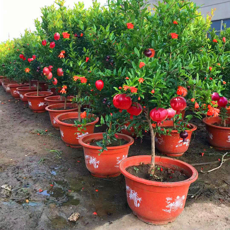 石榴树树苗突尼斯软籽特大矮化甜石榴花盆栽南北方种植地载果树苗