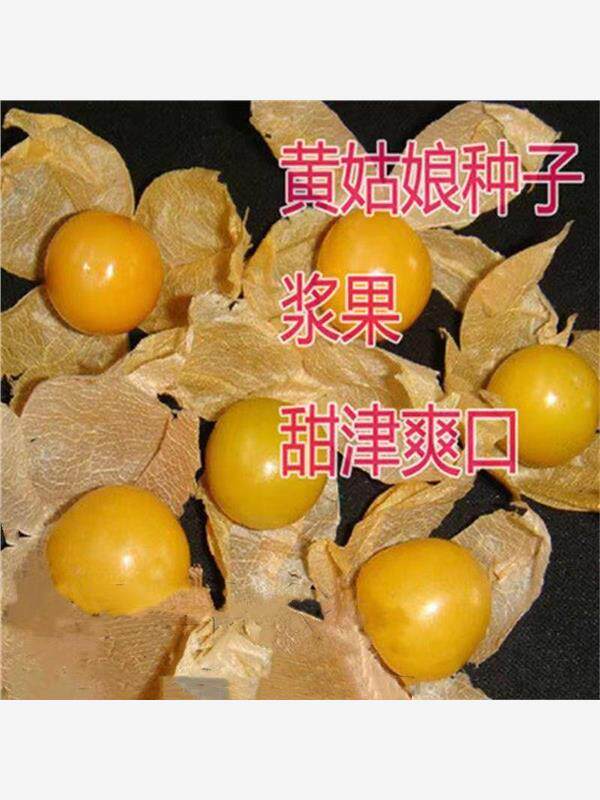 粒粒甜黄姑娘种子酸浆果黄菇娘种子皮薄肉厚甜度高水果种子易种