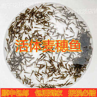 喂乌龟吃 小型幼龟开口粮麦穗 小活鱼苗易养活鳄龟食物饲料鱼活