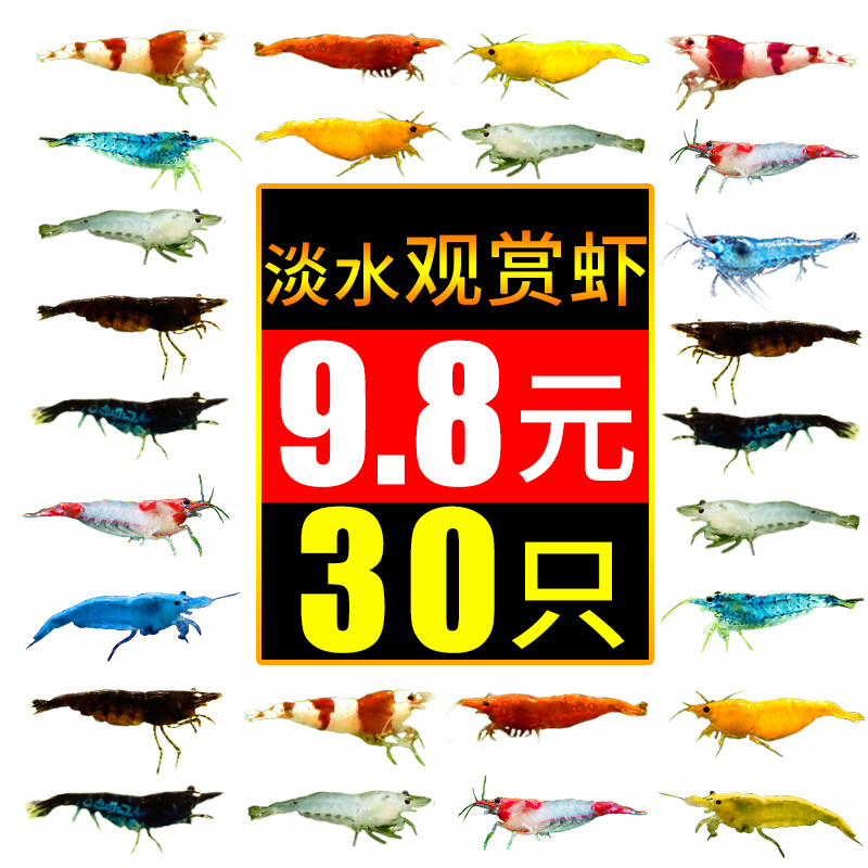 水族练手樱花极火鲜活宠物蟹红白水晶观赏虾淡水活体好养米虾除藻