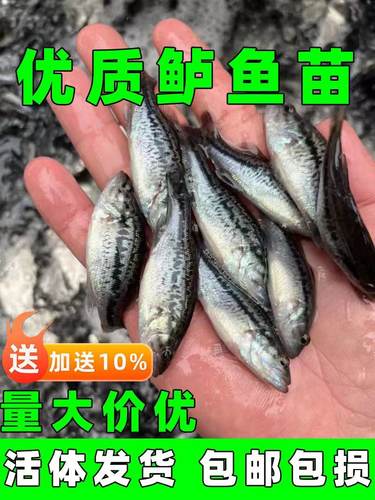 优质鲈鱼苗加州鲈鱼苗大规格鲈鱼凶猛路亚鲈鱼苗冷水淡水养殖鱼苗