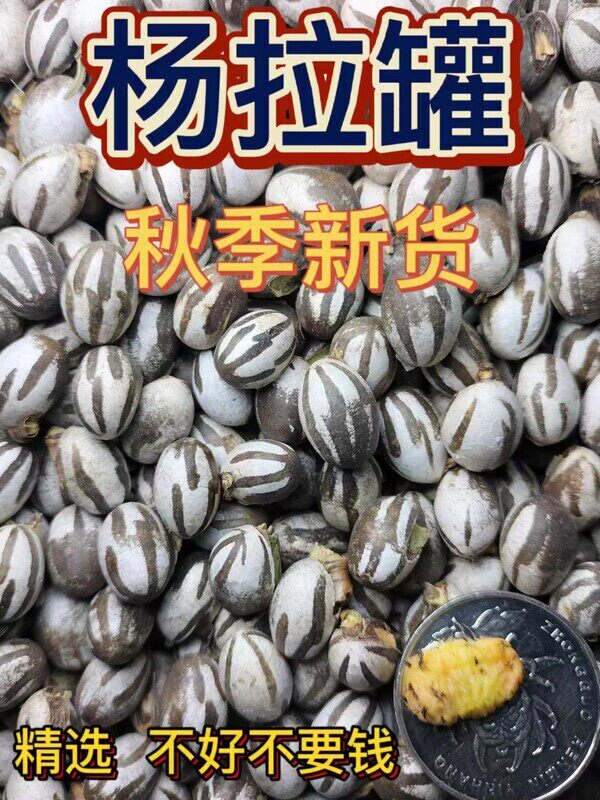 东北杨拉罐人吃钓鱼鱼饵洋辣子罐蛋坦克虫活体高蛋白营养增肥一斤
