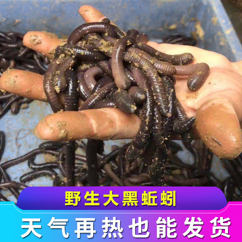 蚯蚓活饵大号特大鲜活黑蚯蚓诱饵鱼饵活体钓昂刺黄骨鲶鱼嘎鱼小药