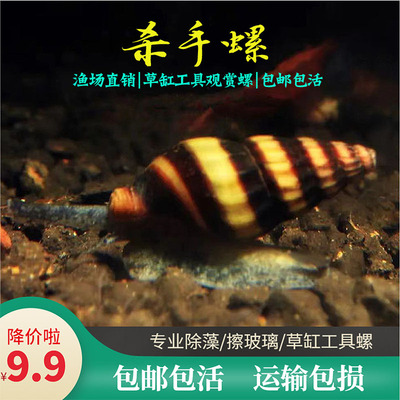 杀手螺活体热带淡水草缸工具吃蜗牛涡虫除藻蜜蜂宝塔大黄蜂观赏螺