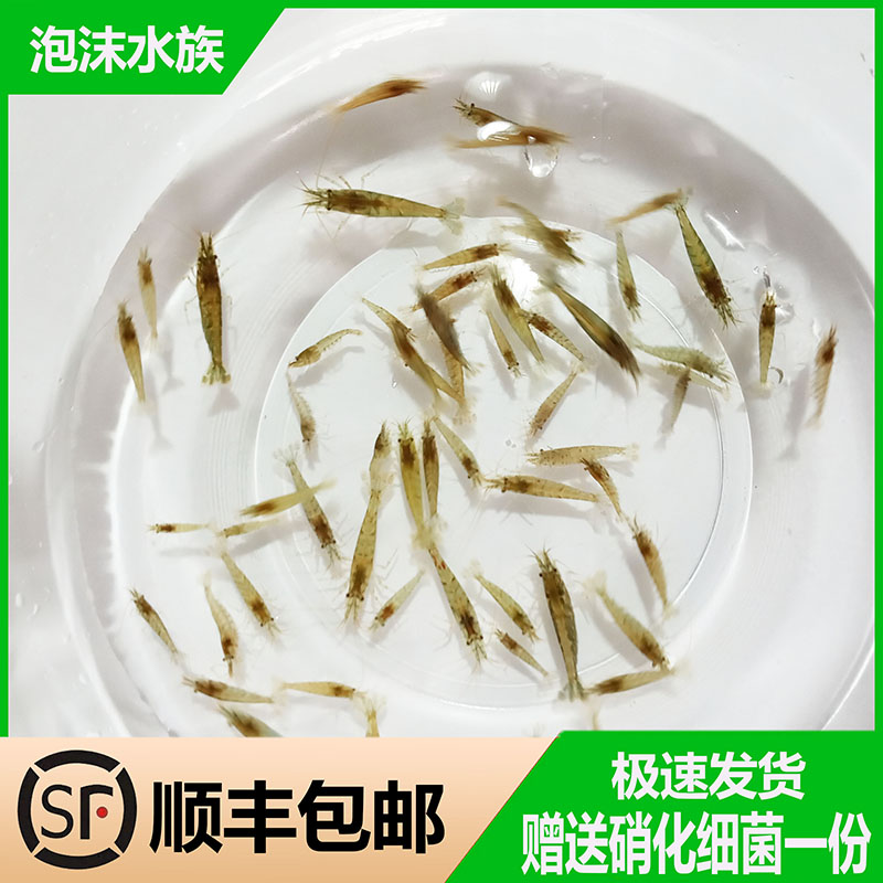 【顺丰包邮】黑壳虾除藻虾观赏虾清洁虾活体饲料工具虾草缸鱼缸
