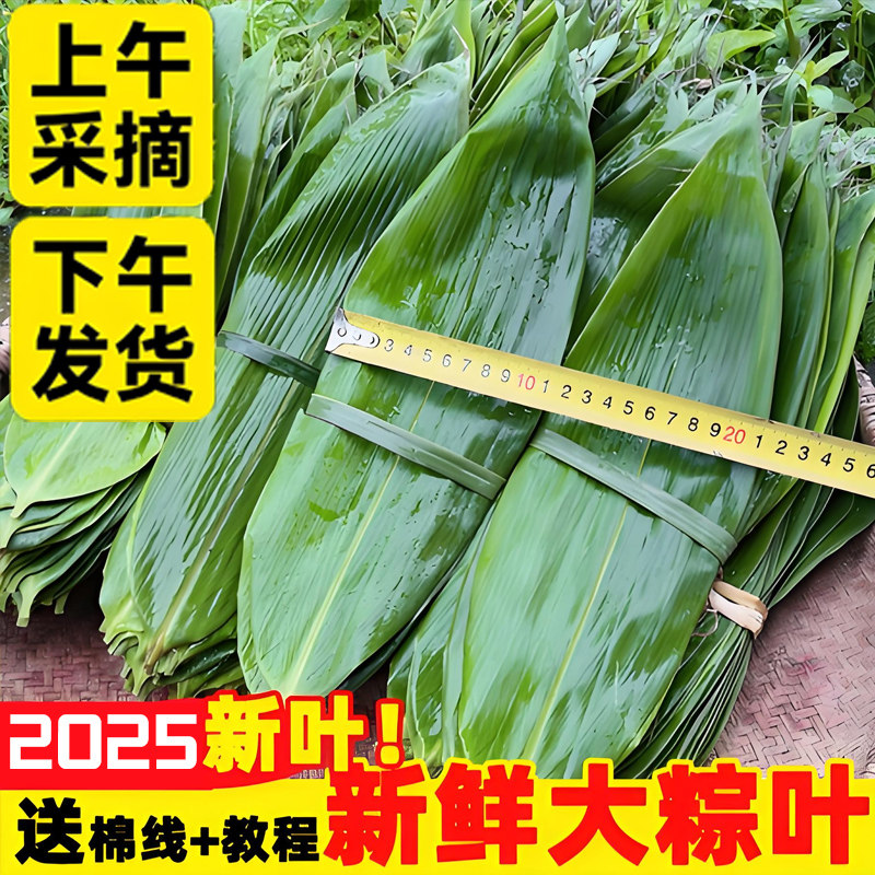 正宗粽叶新鲜粽子叶大号新叶包粽子专用的叶子端午节商用干粽叶大