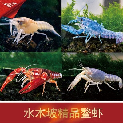 鳌虾蓝鳌三色幽灵橘蓝白幽灵火山破坏者活体米虾侏儒鳌虾观赏宠物