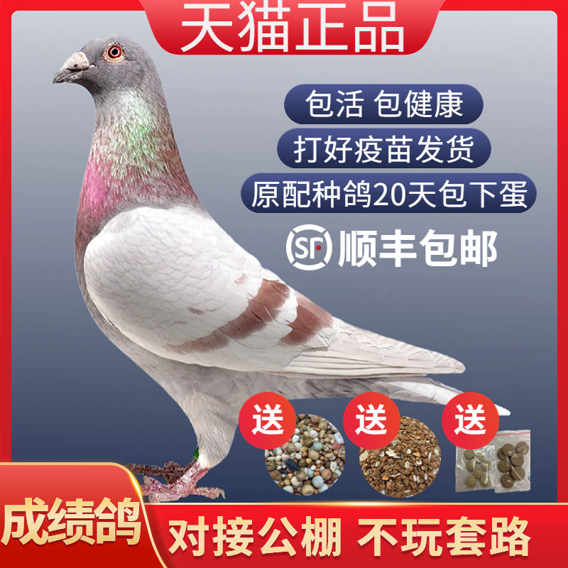 信鸽千公里成绩鸽鸽子活一对信鸽种鸽赛鸽公棚成绩鸽詹森杨阿腾