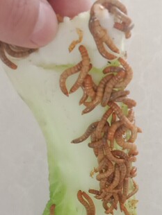 费 面包虫活虫黄粉虫活体幼虫子金龙鱼蝎子乌龟画眉鸟食石蛙饲料 免邮