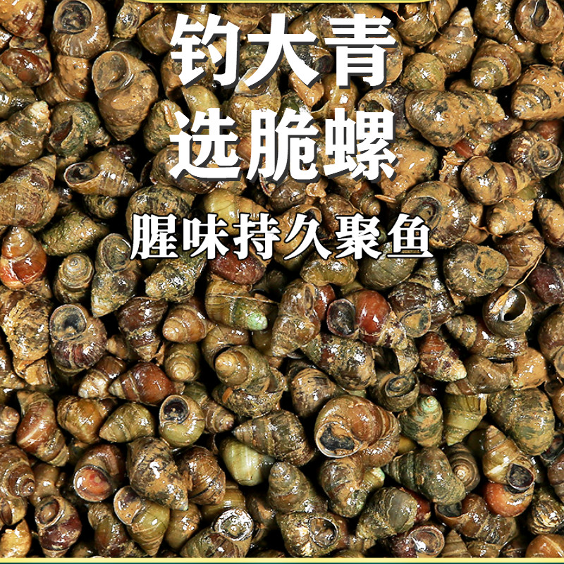 翠螺 鲜活钓青鱼钓鱼螺蛳脆螺鱼饵新鲜田螺活体打窝小泥螺丝黑坑