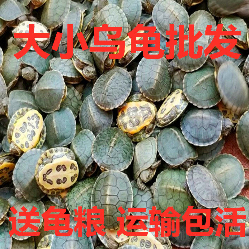 3-16厘米小乌龟活体红耳七彩