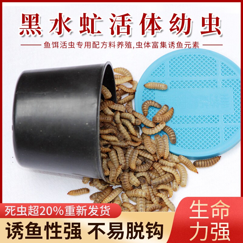 鲶鱼黄辣丁蛆虫鱼饵活虫饵料罗非白条鲤鱼活体饵黑水虻幼虫通杀型