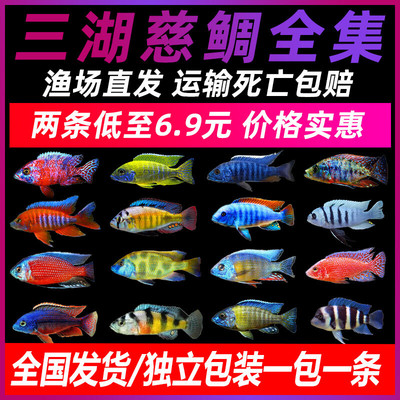 三湖慈鲷马鲷蓝阿里非洲王子热带鱼岩栖小型淡水鱼观赏鱼活体包邮