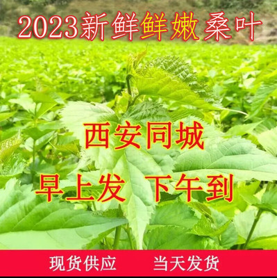 西安同城11点前下单当日达学生蚕宝宝天然食物桑叶新鲜嫩现摘现发