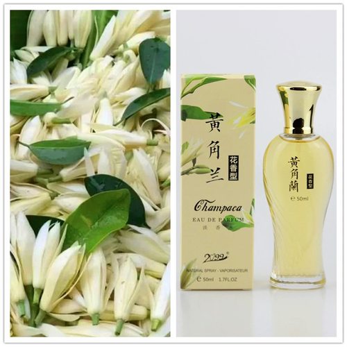 【小红书推荐】黄角兰香水白玉兰