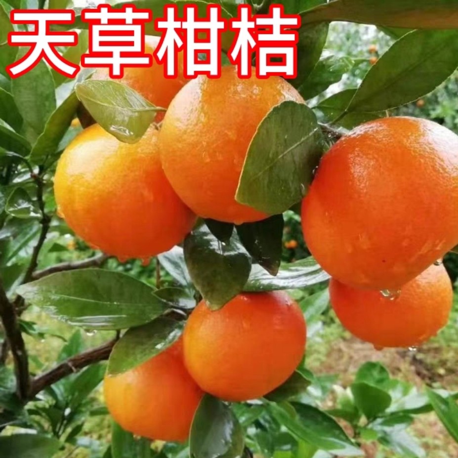 天草桔子树苗阳台盆栽嫁接果苗南北方庭院地栽橘子大果树当年结果