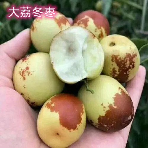 大荔冬枣苗特大嫁接盆栽活苗南北方庭院地栽果树甜脆果苗当年结果