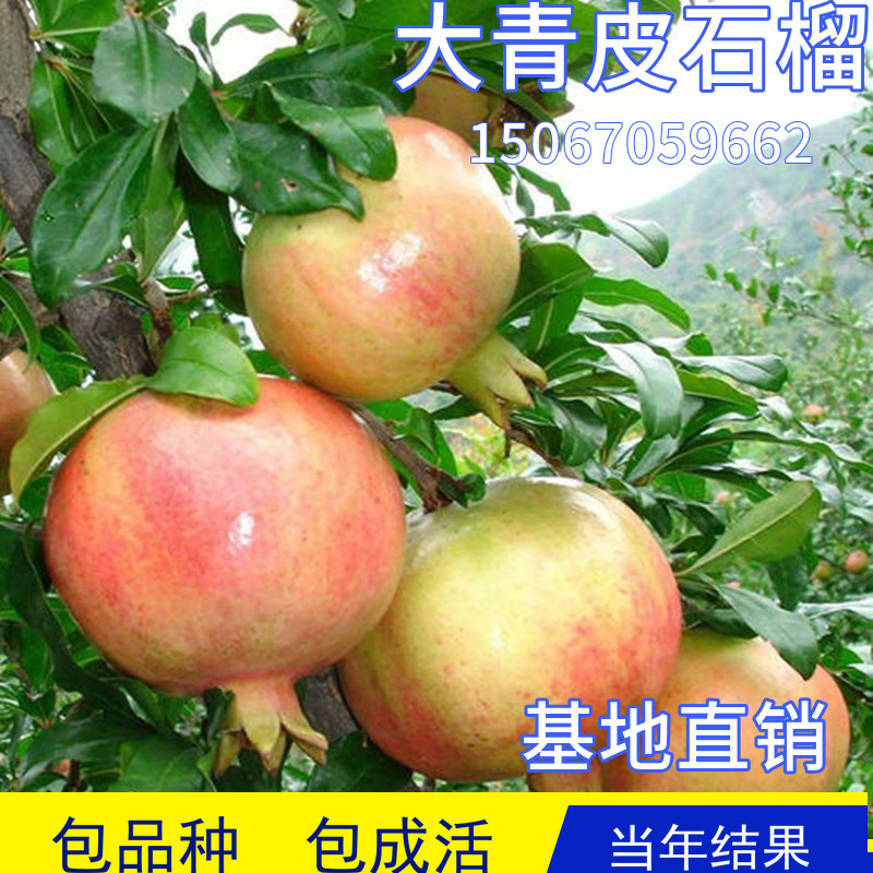 大青皮甜石榴树苗特大嫁接盆栽果苗南北方庭院地栽软籽当年结果