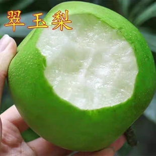 翠玉梨树苗嫁接盆栽果树庭院地栽果苗南北方甜脆早熟活苗当年结果