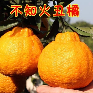 不知火丑桔树苗嫁接室内盆栽果苗南北方庭院地栽种植橘子大树大果