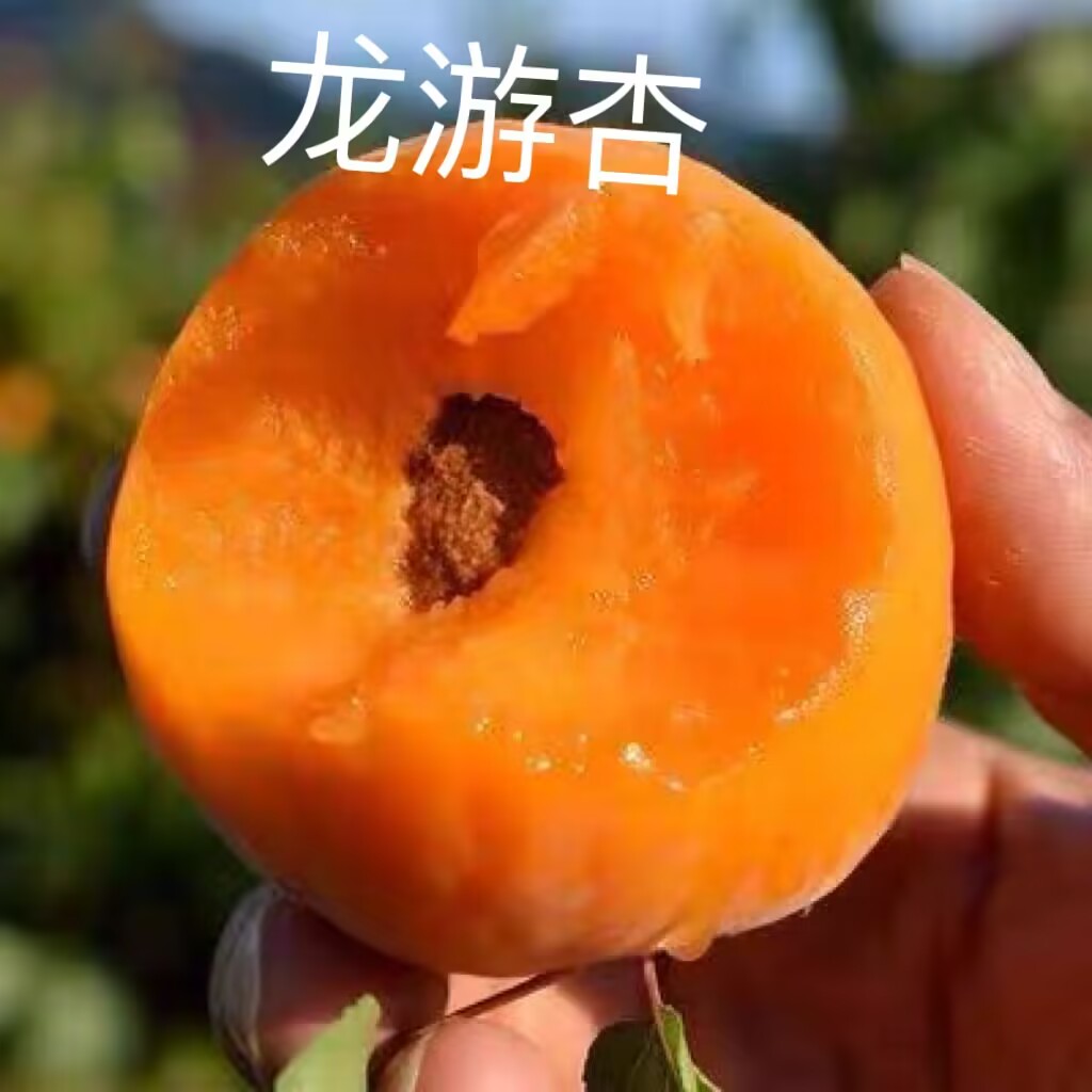 红丰杏树果苗特大嫁接盆栽果树南北方庭院地栽大树早熟当年结果