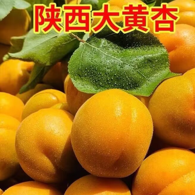 大果杏树果苗特大嫁接盆栽果树南北方庭院地栽活苗软甜当年结果